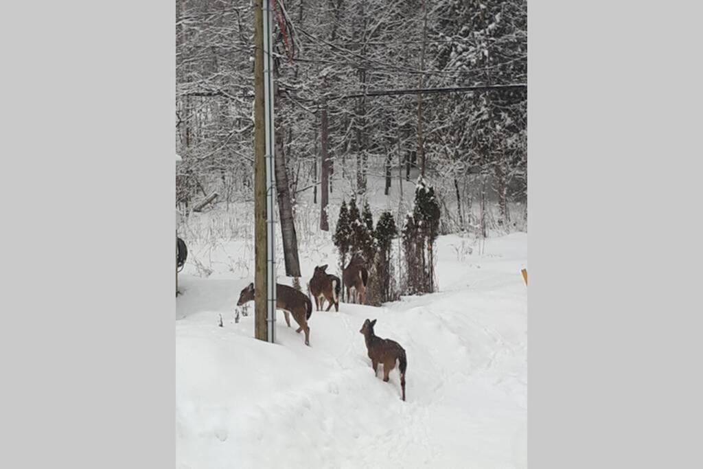 Le Nid Dore Sur Le Lac Val des Monts ภายนอก รูปภาพ